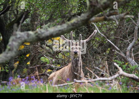 Si vous allez vers le bas pour les bois aujourd'hui ! Wild red deer (Cervus elaphus) dans un bois près de la rivière Helmsdale à Sutherland, en Écosse ; UK Banque D'Images