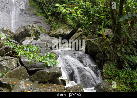 La magnifique cascade de la coca dans la forêt tropicale de Porto Rico Banque D'Images