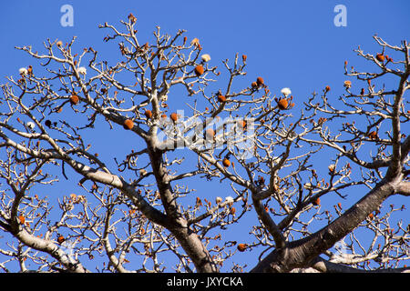 Fruits de baobab à Madagascar sont couramment utilisés comme des bonbons emballés Banque D'Images