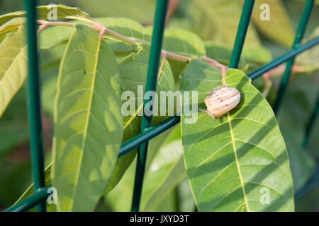 Escargot pour échapper à la clôture de jardin Banque D'Images