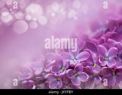 Macro image de printemps fleurs violet lilas, soft abstract floral background Banque D'Images