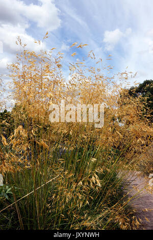 STIPA GIGANTEA. Plume géante de l'herbe. L'AVOINE d'or. Banque D'Images