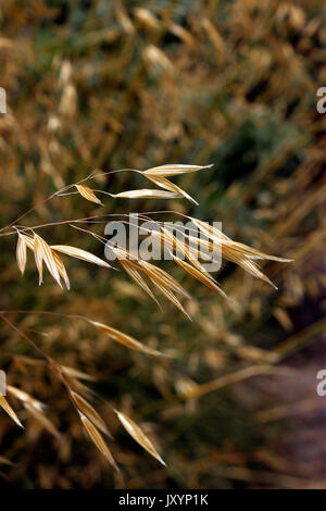 STIPA GIGANTEA. Plume géante de l'herbe. L'AVOINE d'or. Banque D'Images