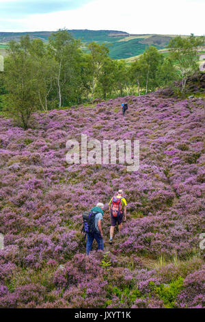 Trois marcheurs sur l'étroit sentier par purple heather, Millstone Edge, Peak District, Derbyshire Banque D'Images