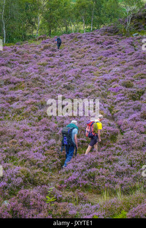 Trois marcheurs sur l'étroit sentier par purple heather, Millstone Edge, Peak District, Derbyshire Banque D'Images