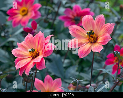 Dahlia 'Twyning's Revel' en bordure de jardin Banque D'Images