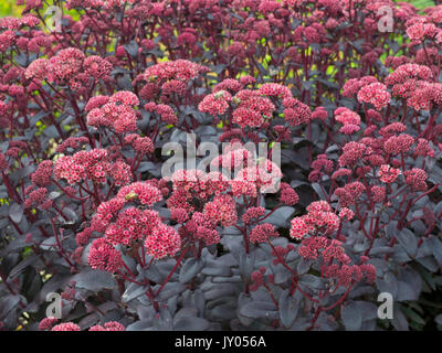 Sedum telephium 'Purple Emperor' (usine à glace) Banque D'Images