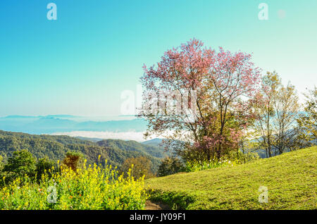 Wild Cherry Tree de l'Himalaya et petit jardin sur le haut de colline avec contexte entourant la colline et brumeuse, le paysage est magnifique en naturel avec Banque D'Images