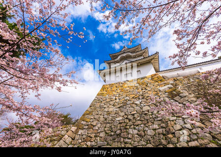 Akashi, le Japon au château d'Akashi au printemps. Banque D'Images