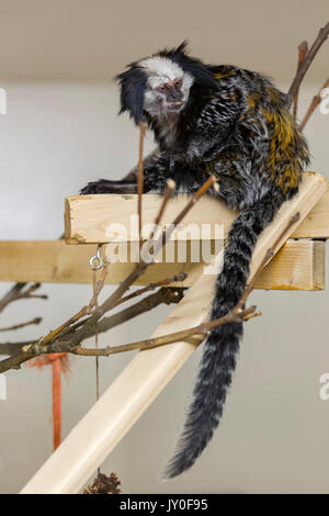 Ouistiti rieuses, Callithrix geoffroyl. Hamerton Parc du Zoo, Cambridgeshire. Banque D'Images