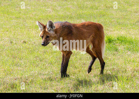 Le loup à crinière, Chrysocyon brachyurus. Hamerton Parc du Zoo, Cambridgeshire. Banque D'Images