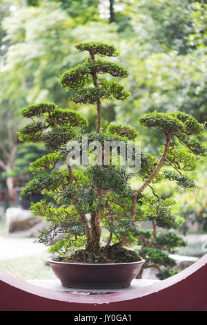 Bonsai arbre dans un parc de Chengdu Banque D'Images