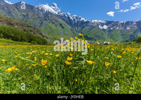 Une clairière avec des fleurs jaunes près des montagnes avec des sommets enneigés, des vues pittoresques sur le chemin de la route militaire géorgienne Banque D'Images