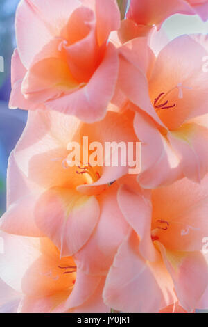 La beauté des fleurs de couleur pêche glaïeul close-up Banque D'Images