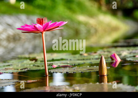 Water Lily cycle de vie, a fleuri et sur le point de fleurir prises au niveau de la surface de l'eau Banque D'Images