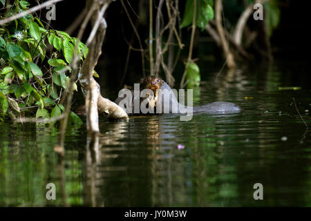 Pteronura brasiliensis loutre géante, avec de jeunes femmes, PARC NATIONAL DE MANU AU PÉROU Banque D'Images