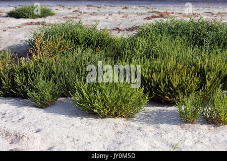 SAMPHIRE Salicornia sp, YUMAQUE BEACH DANS LE PARC NATIONAL DE PARACAS, PÉROU Banque D'Images