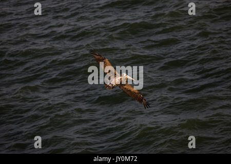 PELICAN pelecanus thagus péruvienne, JUNEVILE EN VOL, îles Ballestas DANS LE PARC NATIONAL DE PARACAS, PÉROU Banque D'Images