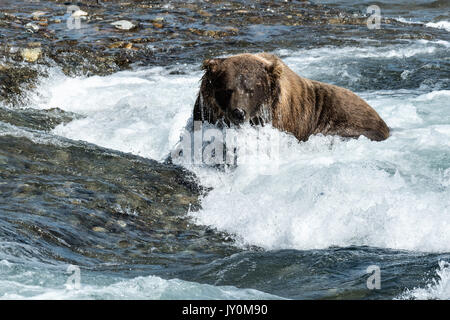 Un grand ours adultes de poissons saumon kéta dans le coin supérieur McNeil River Falls au McNeil River State Game Sanctuary sur la péninsule de Kenai, en Alaska. Le site distant est accessibles qu'avec un permis spécial et est la plus importante population saisonnière d'ours bruns. Banque D'Images
