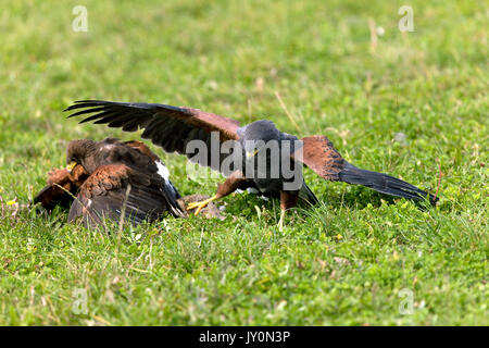 HAWK parabuteo unicinctus HARRIS, adultes luttant pour proie Banque D'Images