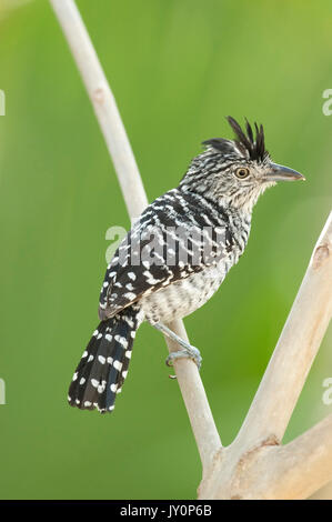 Antshrike Thamnophilus doliatus interdit, nigricristatus, homme, Panama, Amérique Centrale, Gamboa Réserver, parc national Soberania, perché sur branch Banque D'Images