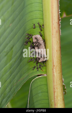 Les guêpes, papier genre Mischocyttarus, Panama, en Amérique centrale, l'île de Barro Colorado, construire leur nid sur des feuilles de banane Banque D'Images
