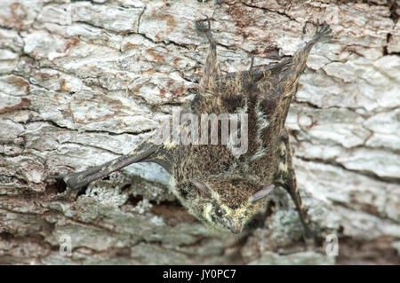 Proboscis Bat, Rhynchonycteris naso, Panama, Amérique Centrale, Gamboa Réserver, parc national Soberania, suspendu sous branche sur canal, à nez pointu Banque D'Images