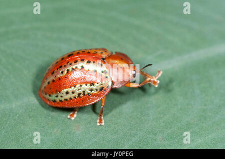 Tortue de terre, famille, sous-famille des Chrysomelidae Hispinae, sur feuille, Panama, Amérique Centrale, Gamboa Réserver, parc national Soberania, orange et GED Banque D'Images