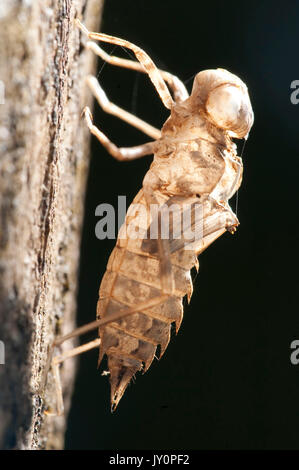 La peau de cigale de l'enveloppe, sur l'arbre, Panama, Amérique Centrale, Gamboa Réserver, parc national Soberania, insecte récemment éclos dans larvael peau Banque D'Images