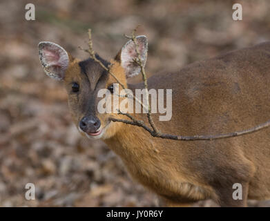 Cerf Muntjac mangeant une brindille morte Banque D'Images