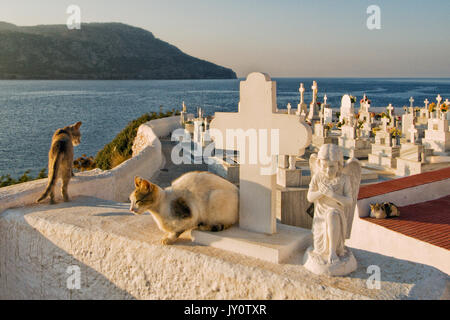 La Grèce, Îles de la mer Égée, l'île de Karpathos, au cimetière de Pigadia maison des chats sauvages Banque D'Images