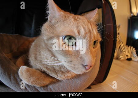 Butters le chat au frais dans son lit Banque D'Images