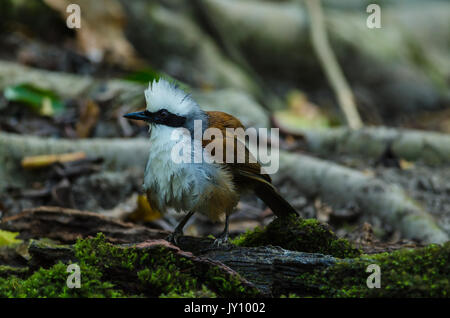 White-crested rire Bicknell (Garrulax leucolophus) dans la nature Banque D'Images