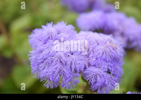 De Fleurs en jardins Munsinger St. Cloud, MN Banque D'Images