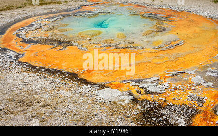 Tardy colorés dans la partie supérieure du geyser geyser Basin, parc national de Yellowstone, États-Unis Banque D'Images