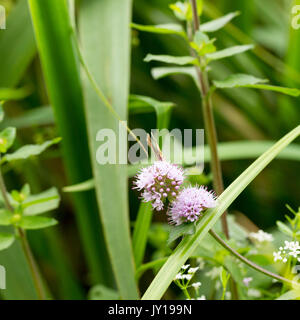 Watermint fleurs, Mentha aquatica, grandissant dans l'été, Hampshire, United Kingdom Banque D'Images