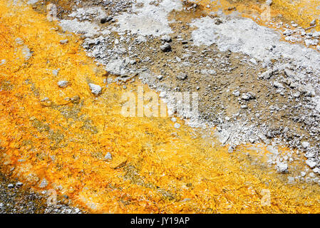 La texture colorée du geyser en retard dans l'angle supérieur geyser Basin, parc national de Yellowstone, États-Unis Banque D'Images