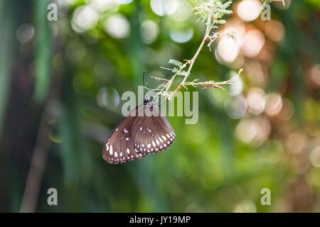 Noir corbeau tacheté (Papillon Euploea vollmer - dangles) à partir d'une branche sur une journée ensoleillée. Banque D'Images