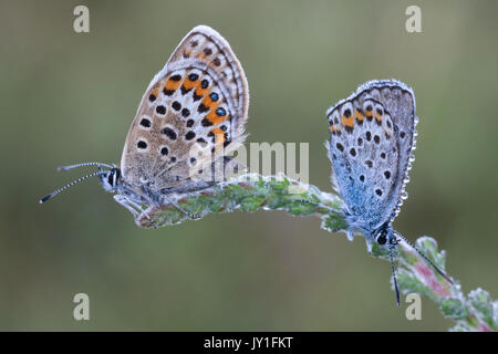 Paire de clous d'argent papillons bleu sur la bruyère tige. Banque D'Images