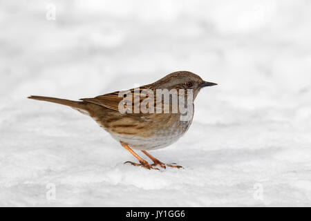 Couverture / nid / accentor hedge sparrow / hedge warbler (Prunella modularis) sur la masse de nourriture il dans la neige en hiver Banque D'Images