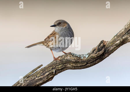 Couverture / nid / accentor hedge sparrow / hedge warbler (Prunella modularis) perché dans l'arbre Banque D'Images
