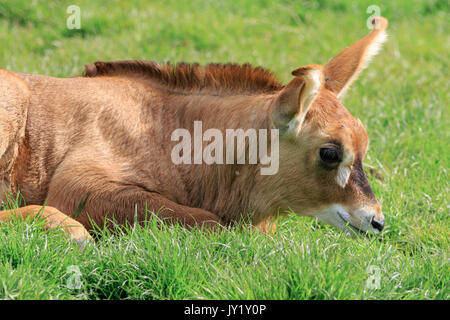 Un bébé antilope rouanne (Hippotragus equinus) Banque D'Images