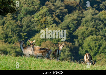 Le daim. Dama dama. Banque D'Images