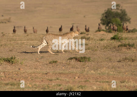 Guépard femelle antilope topi passé marche à la regarder comme elle va passé dans la réserve de Masai Mara Banque D'Images