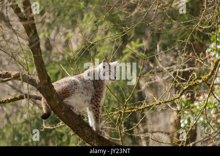 Le Lynx assis dans un arbre. Lynx lynx. Banque D'Images