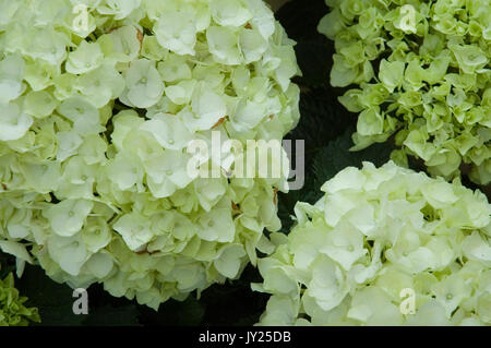 Un hortensia blanc flowerheads de Banque D'Images