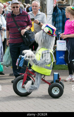 Un drôle de chien télécommande équitation un tricycle à Southport Flower Show 2017 Banque D'Images