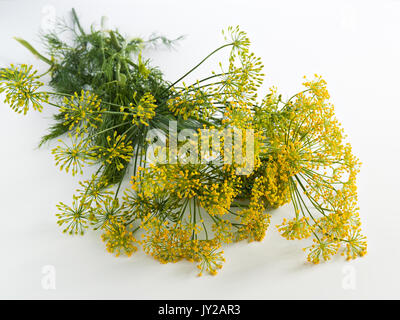 Les inflorescences de l'aneth sur les branches sont recueillies dans un bouquet se trouvent sur la table Banque D'Images