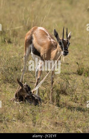 Nouveau-né et la mère gazelle Thomsons manger le placenta et les membranes qui est un prédateur, en manœuvre anti réserve de Masai Mara Banque D'Images