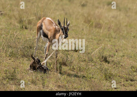 Nouveau-né et la mère gazelle Thomsons manger le placenta et les membranes qui est un prédateur, en manœuvre anti réserve de Masai Mara Banque D'Images